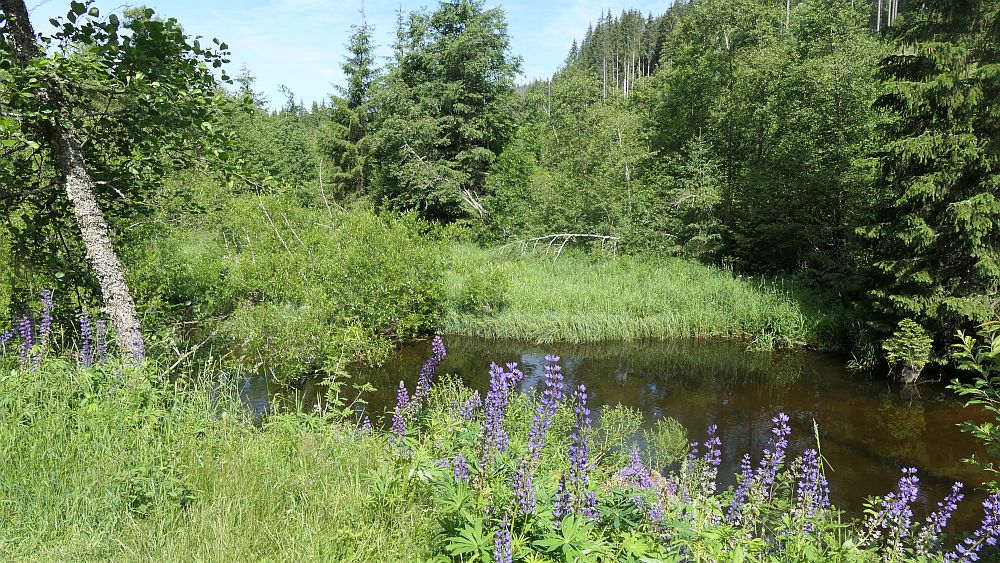 Albsteig Südschwarzwald