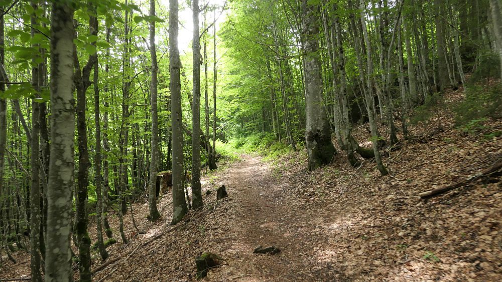 Albsteig Südschwarzwald