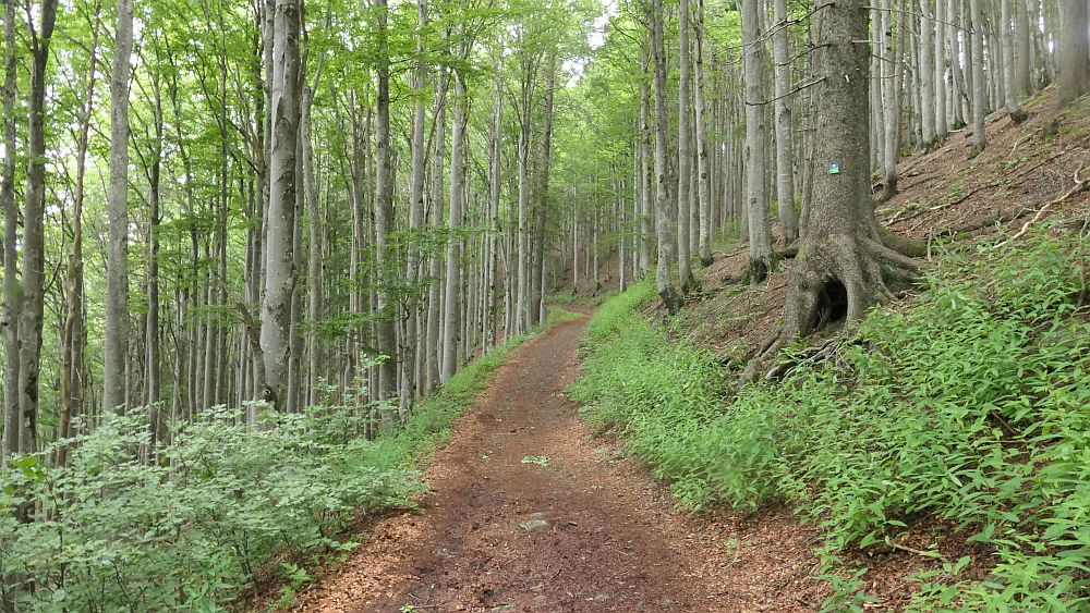 Albsteig Südschwarzwald