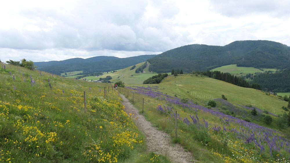Albsteig Südschwarzwald