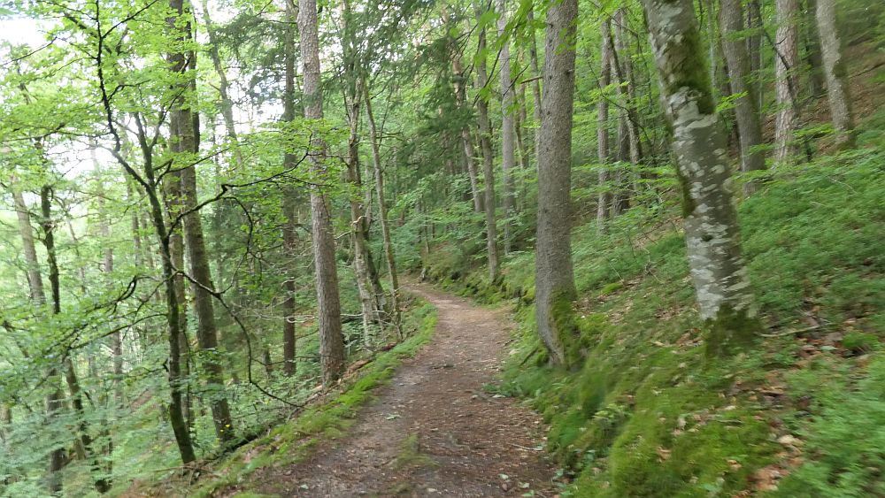 Albsteig Südschwarzwald