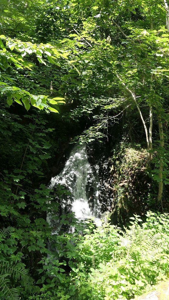 Albsteig Südschwarzwald