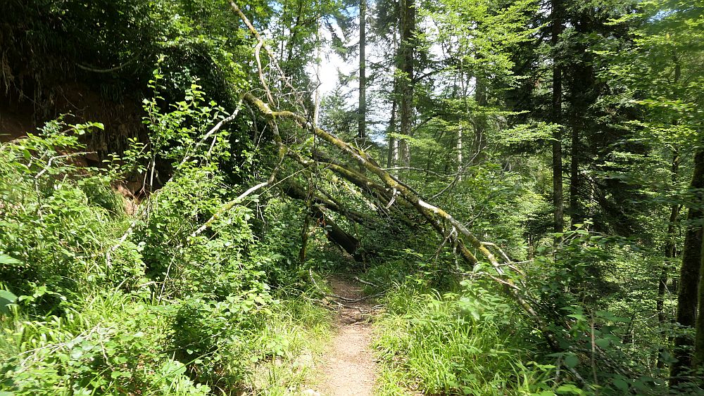 Albsteig Südschwarzwald