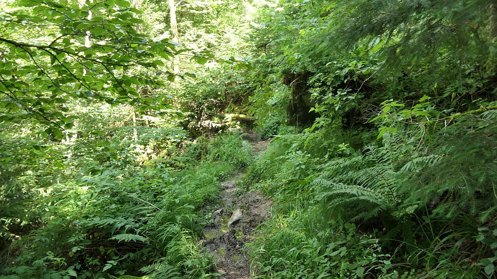 Albsteig Südschwarzwald