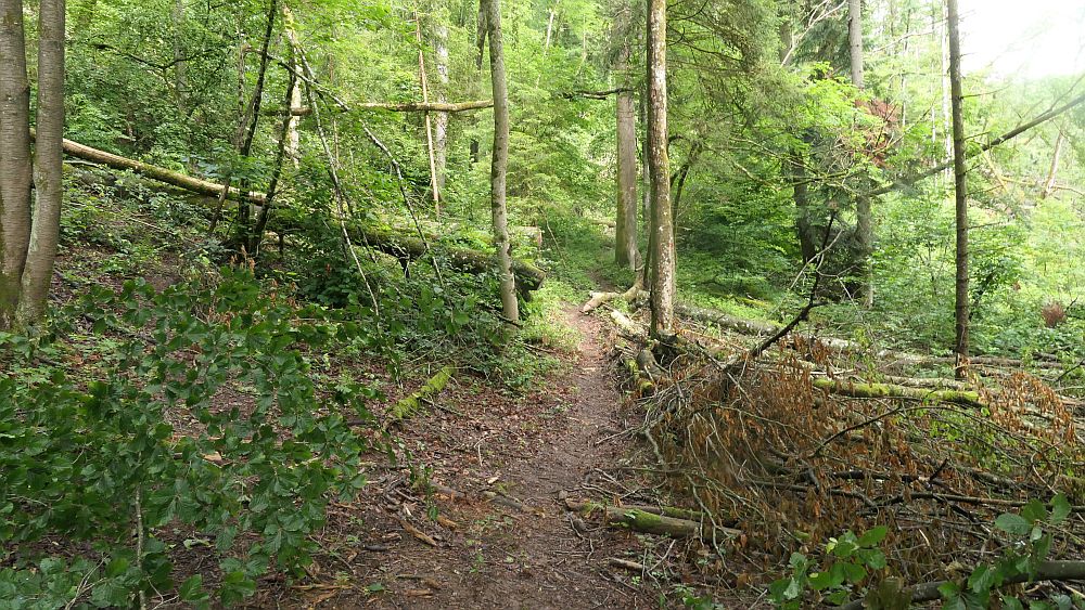 Albsteig Südschwarzwald