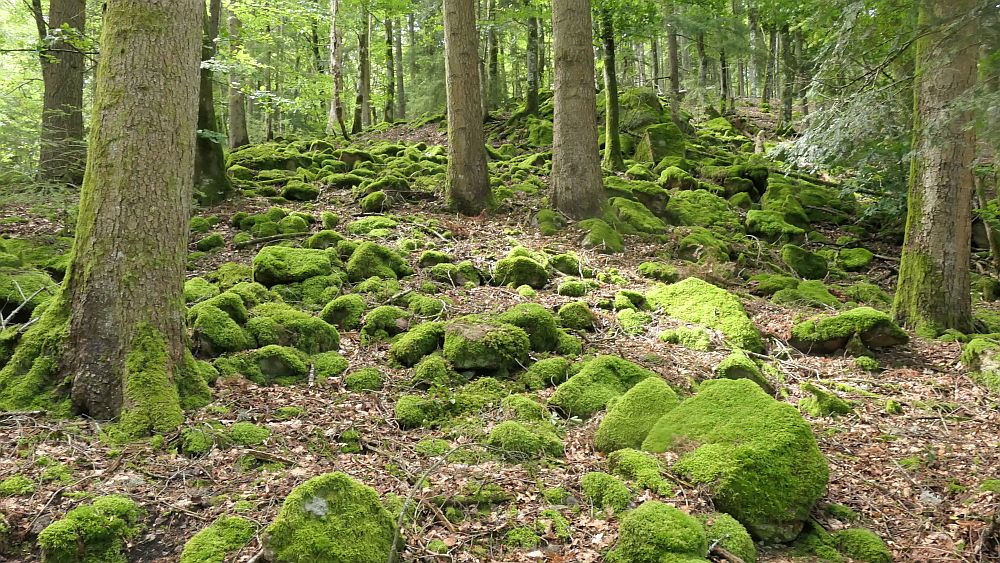 Albsteig Südschwarzwald