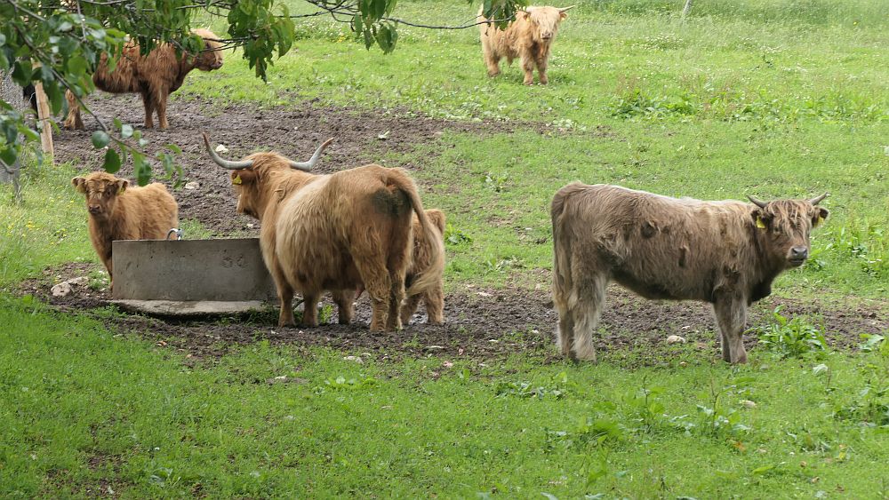 Albsteig Südschwarzwald