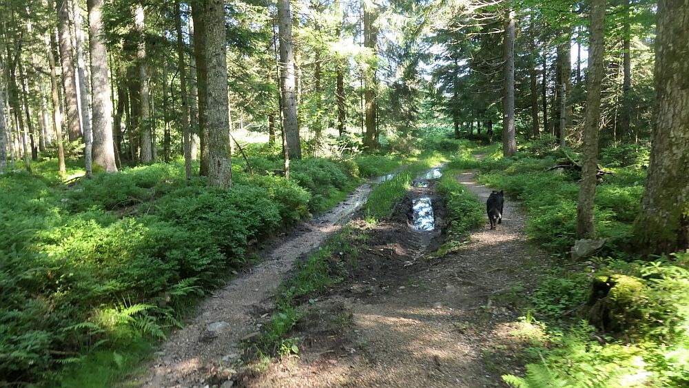 Albsteig Südschwarzwald