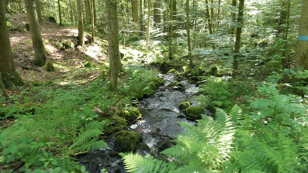 Albsteig Südschwarzwald