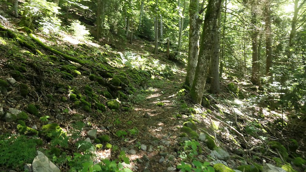 Albsteig Südschwarzwald