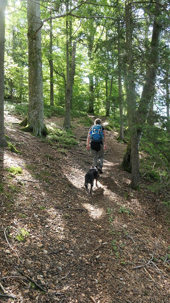 Albsteig Südschwarzwald
