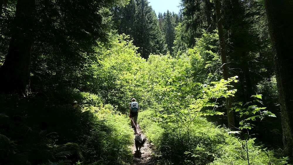 Albsteig Südschwarzwald