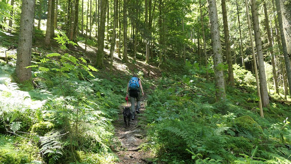 Albsteig Südschwarzwald