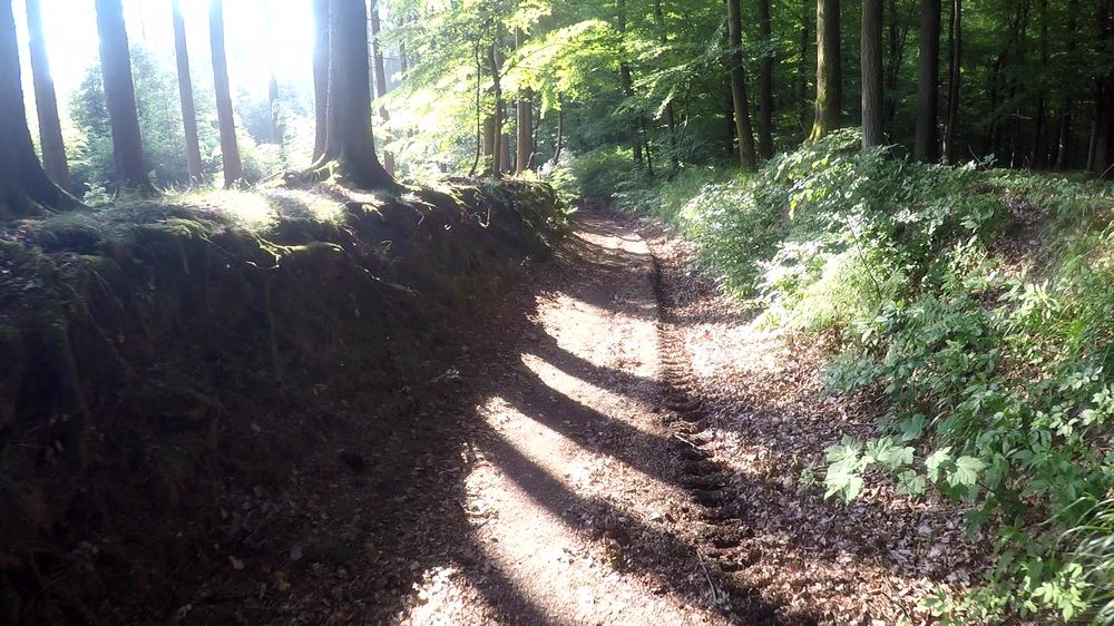 Diemelsteig