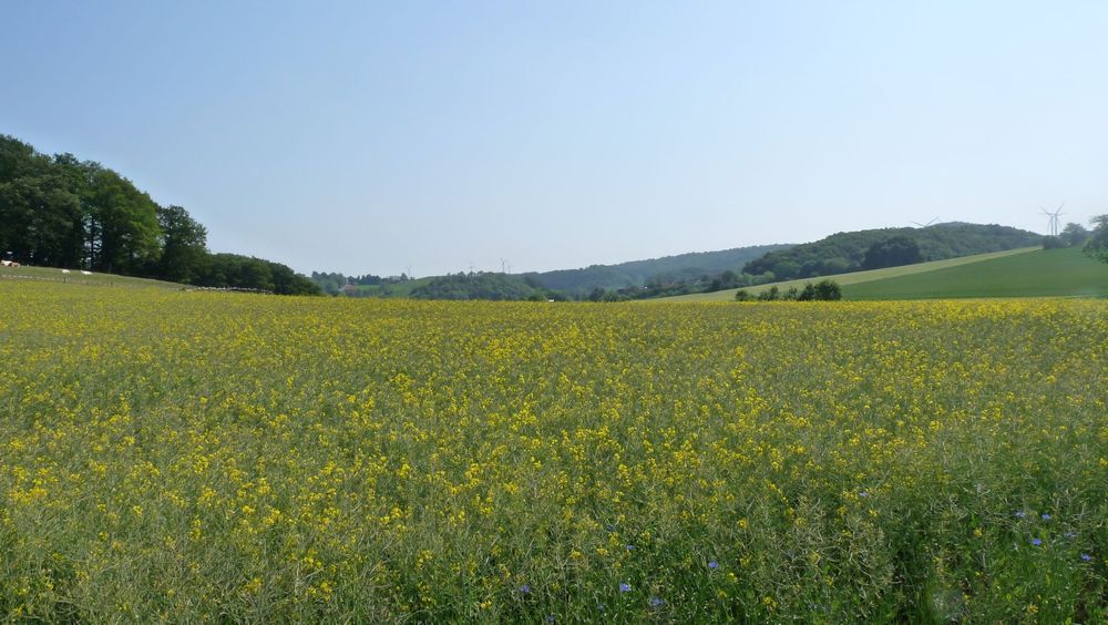 Diemelsteig