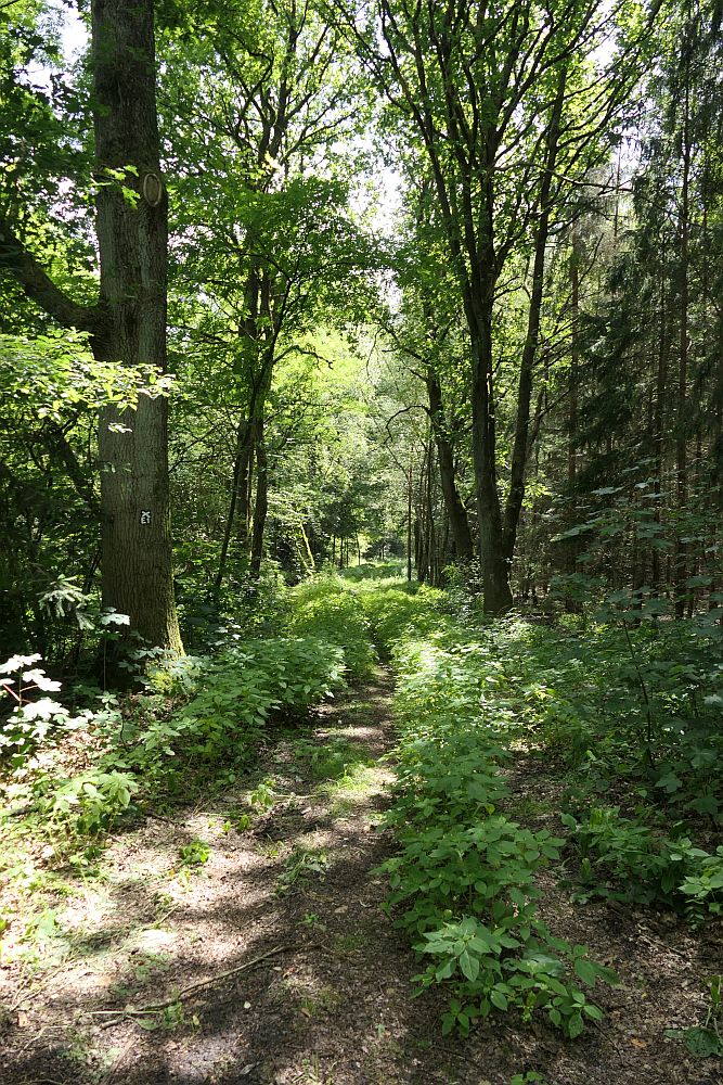 E1 Hamburg bis Steinhude
