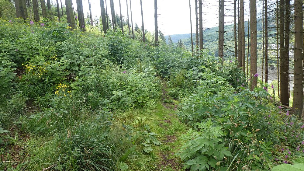 E1 Marsberg bis Schweinsbühl 