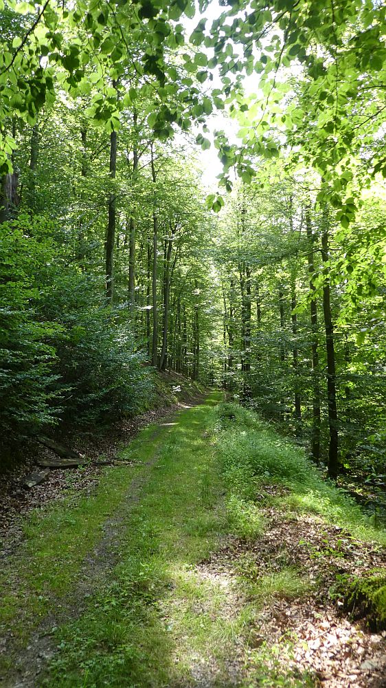 E1 Marsberg bis Schweinsbühl 