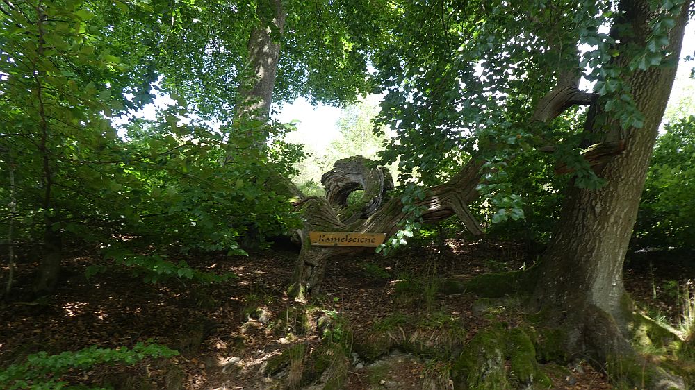 E1 Marsberg bis Schweinsbühl 