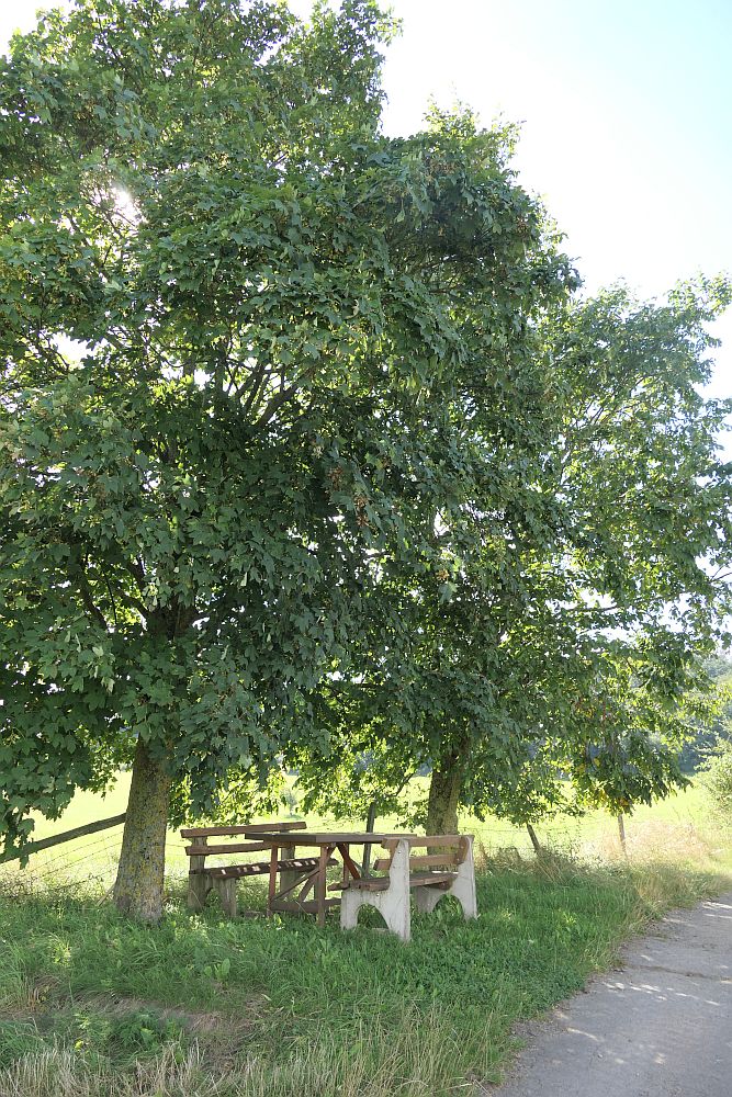 E1 Marsberg bis Schweinsbühl 