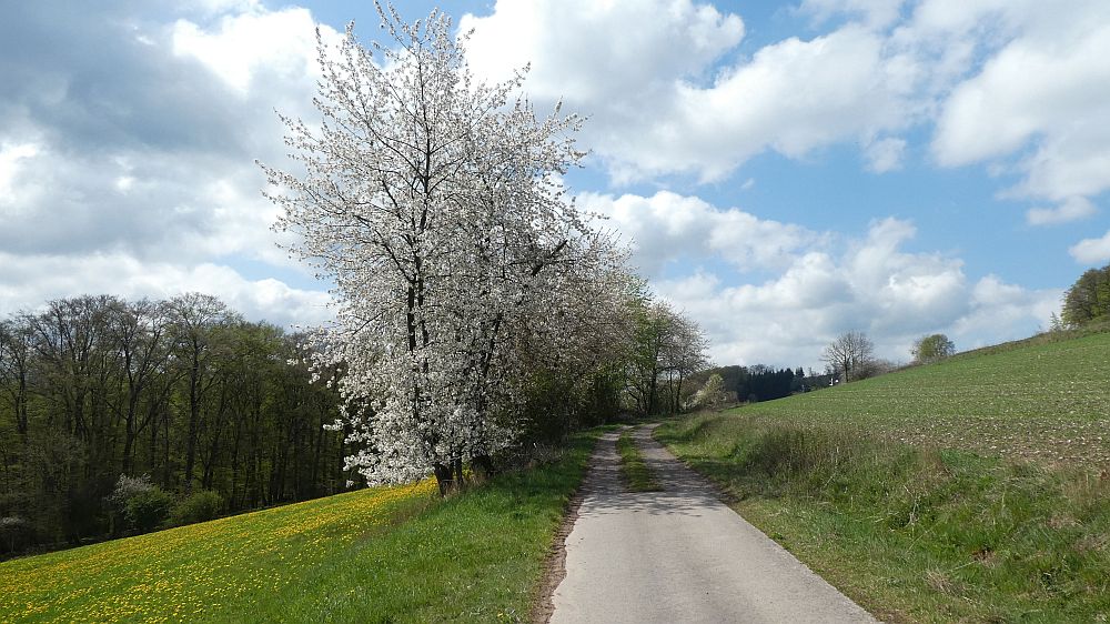 E1 Marsberg bis Schweinsbühl 