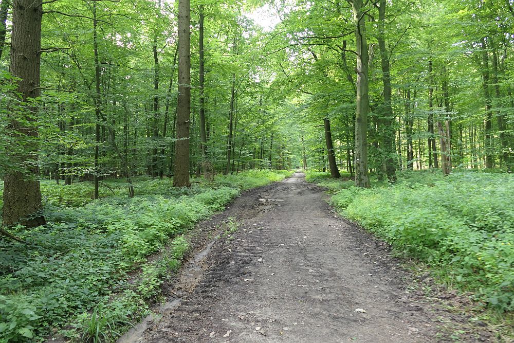 E1 Steinhude bis Marsberg HSK