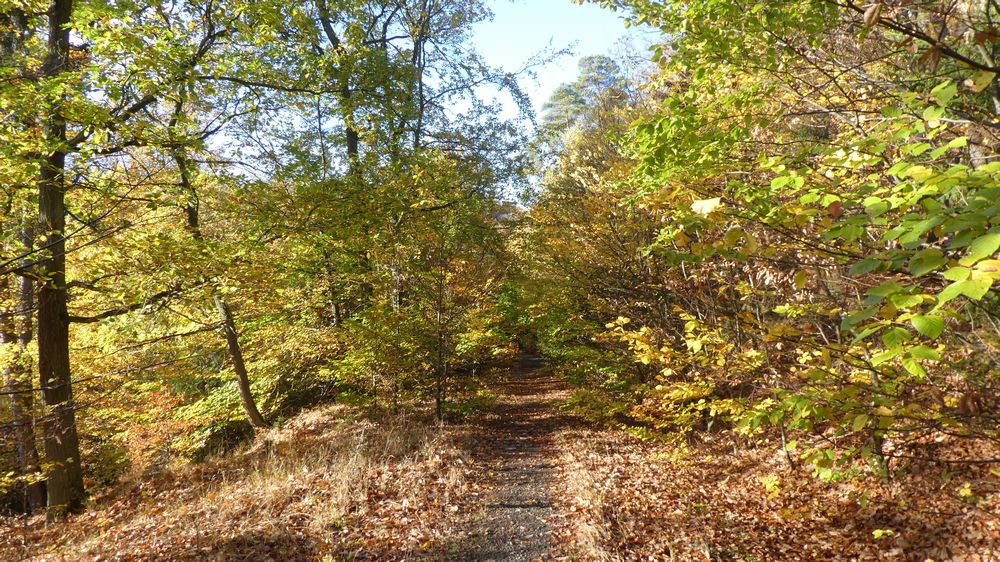 Urwaldsteig