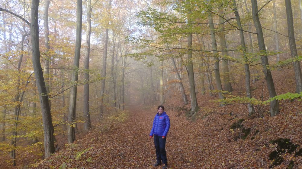 Urwaldsteig