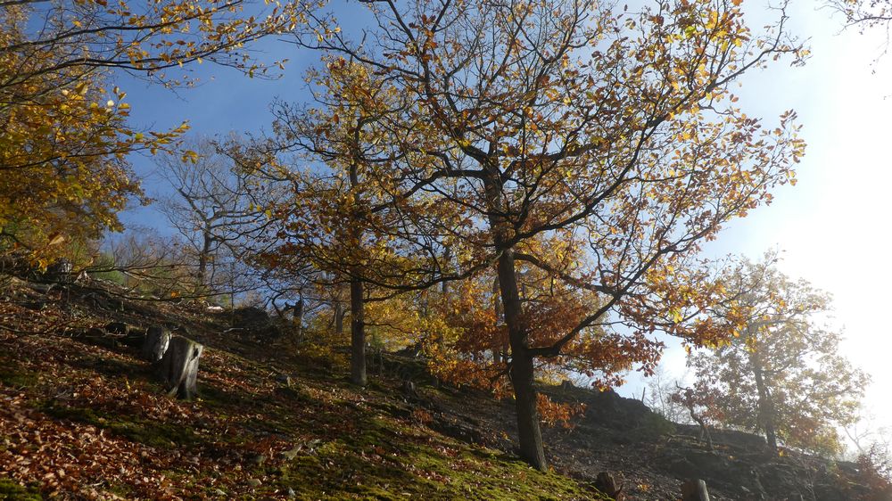 Urwaldsteig