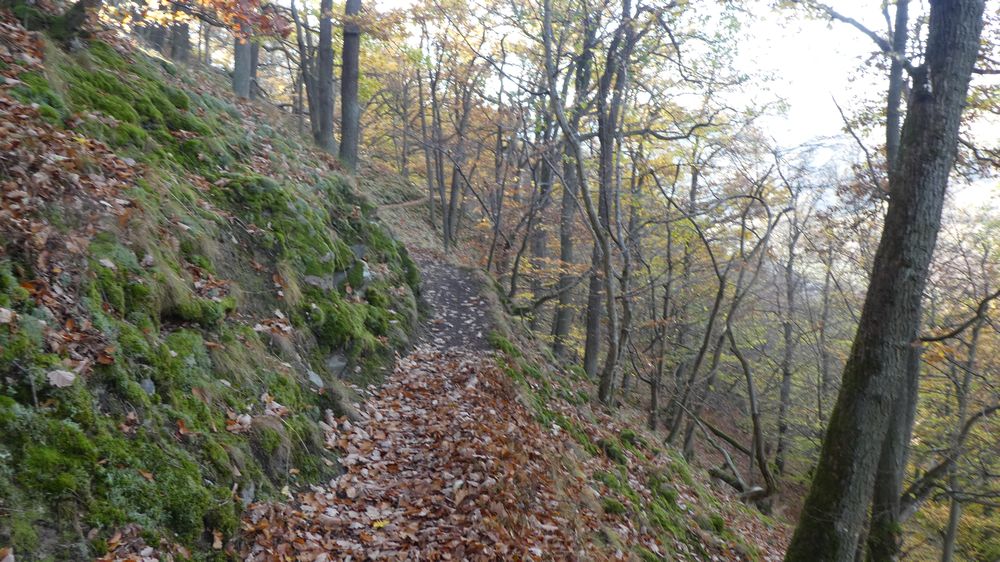 Urwaldsteig