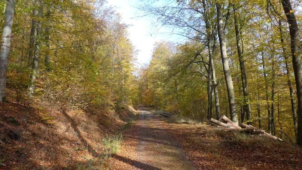Urwaldsteig