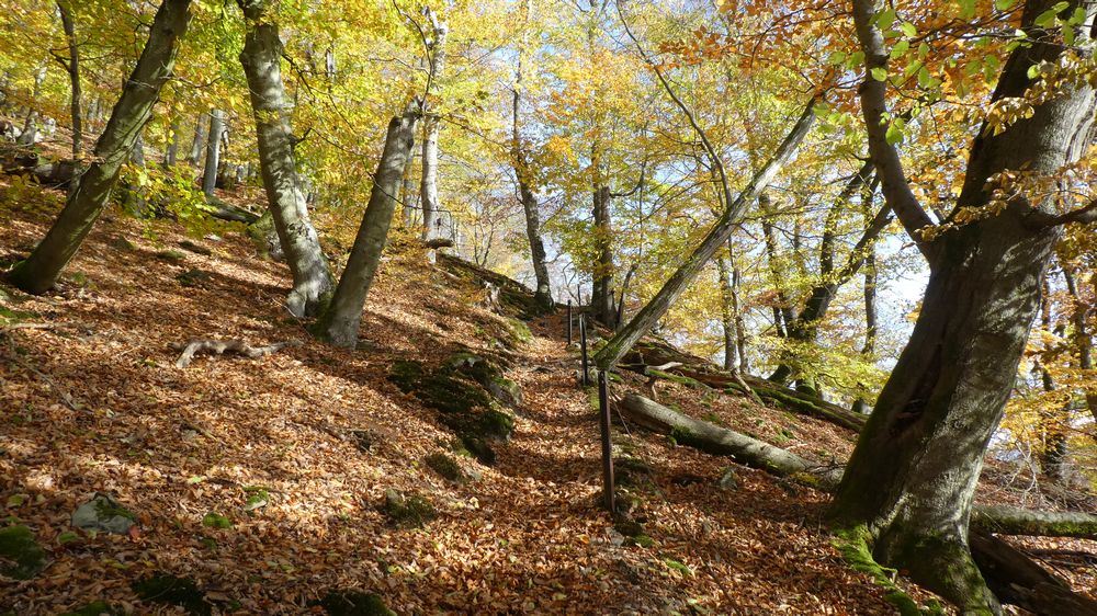 Urwaldsteig
