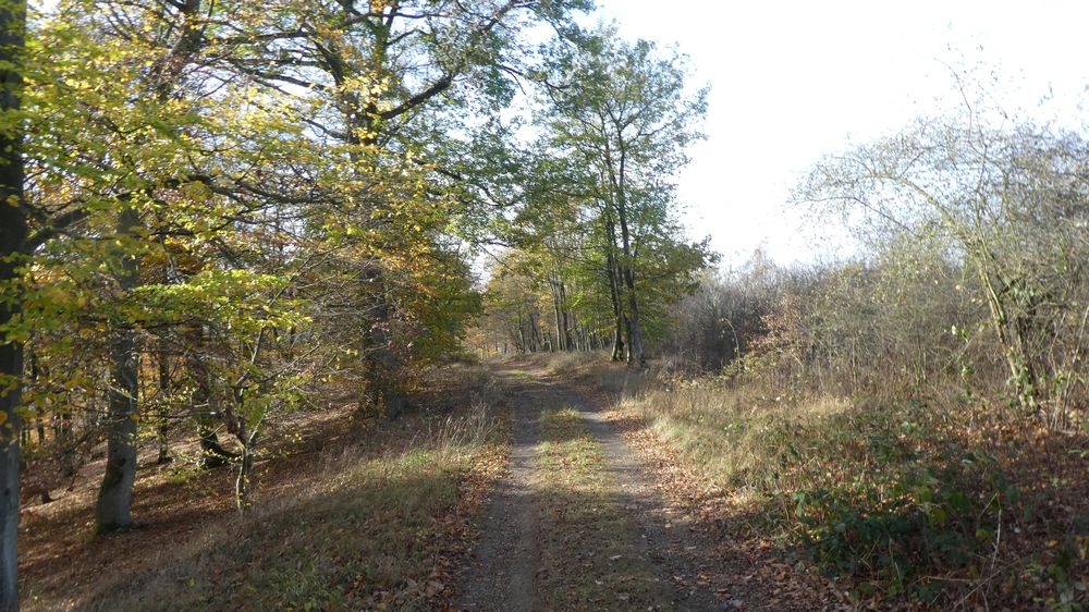 Urwaldsteig