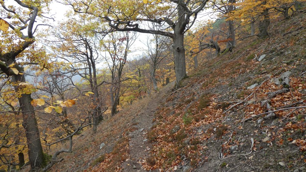 Urwaldsteig