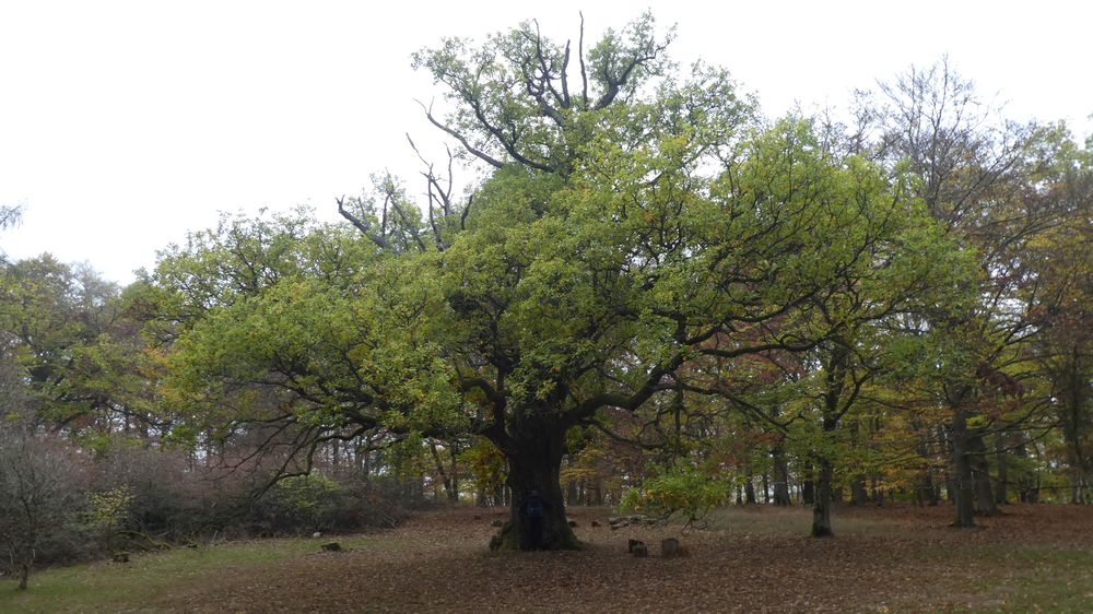 Urwaldsteig