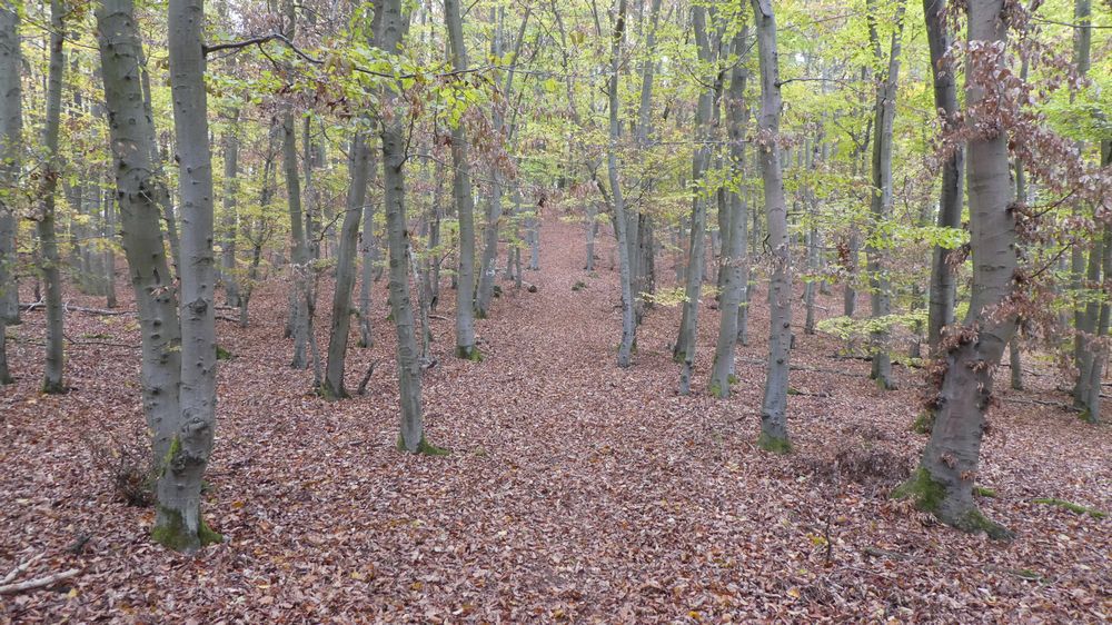 Urwaldsteig
