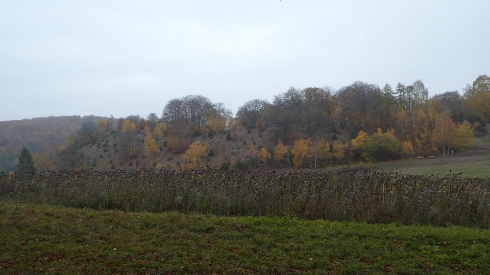 Urwaldsteig