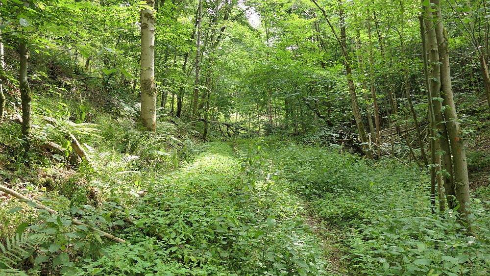 Ederhoehenweg