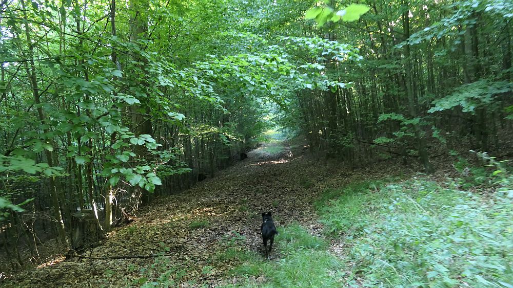 Ederhoehenweg