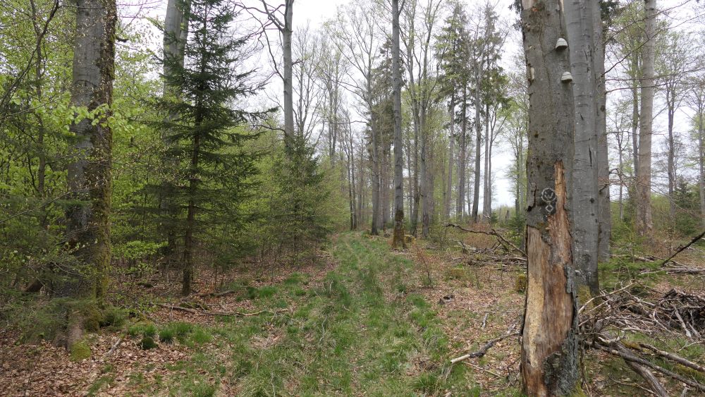 Ederhoehenweg
