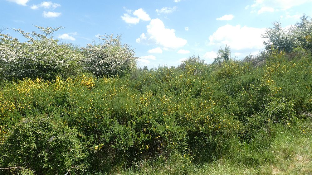 Eifelsteig