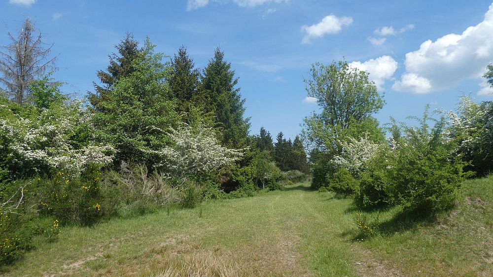 Eifelsteig