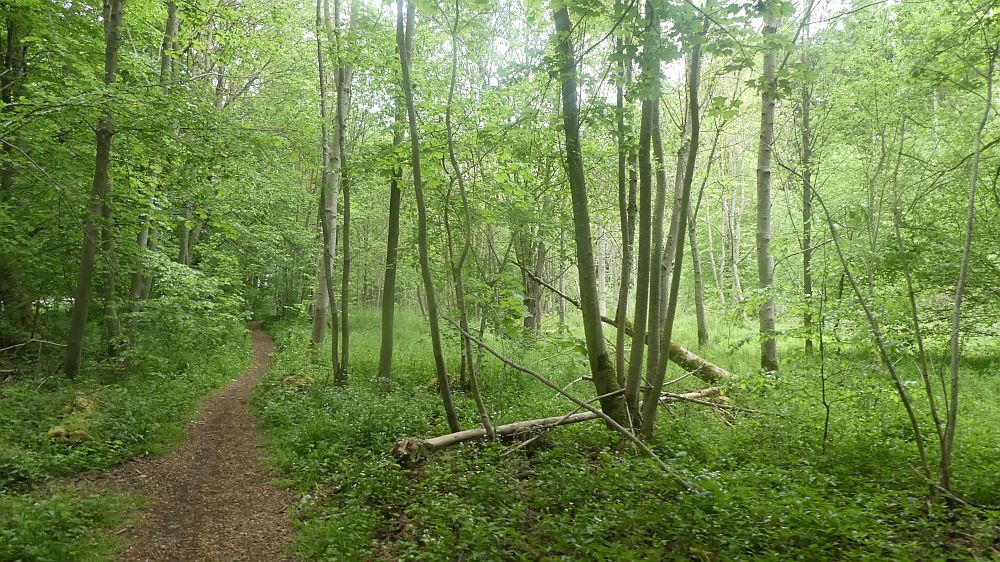 Eifelsteig