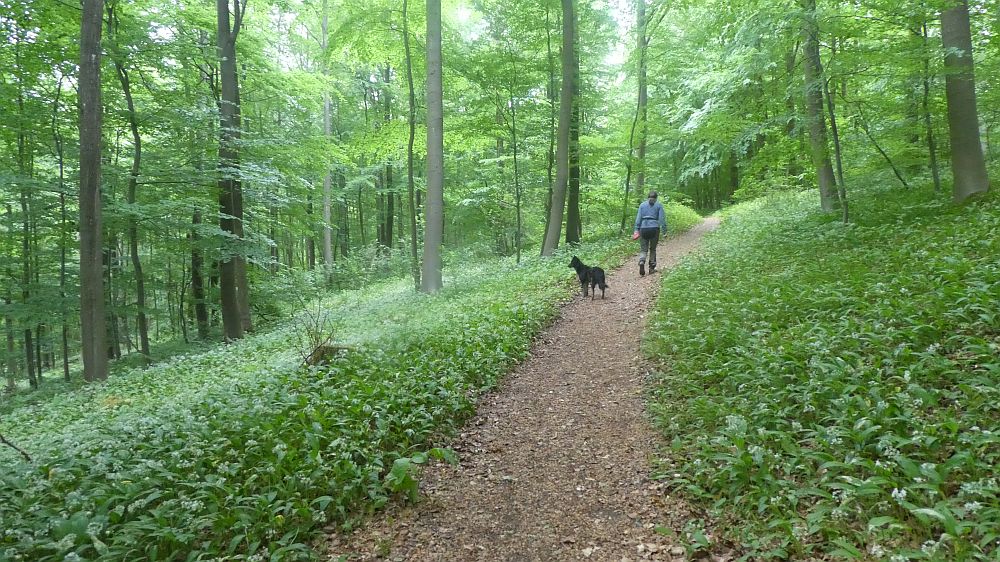 Eifelsteig