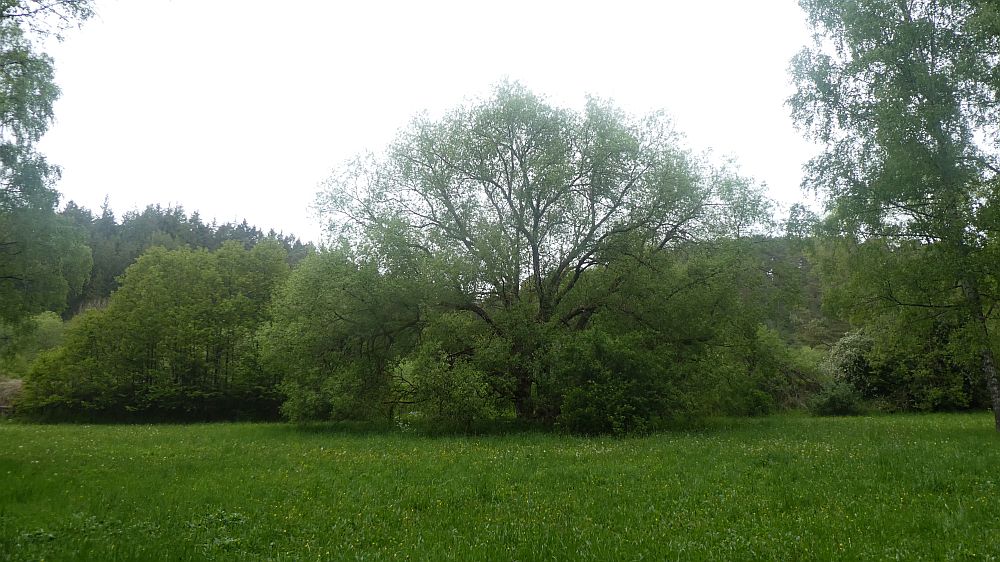Eifelsteig