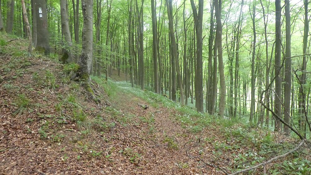 Eifelsteig