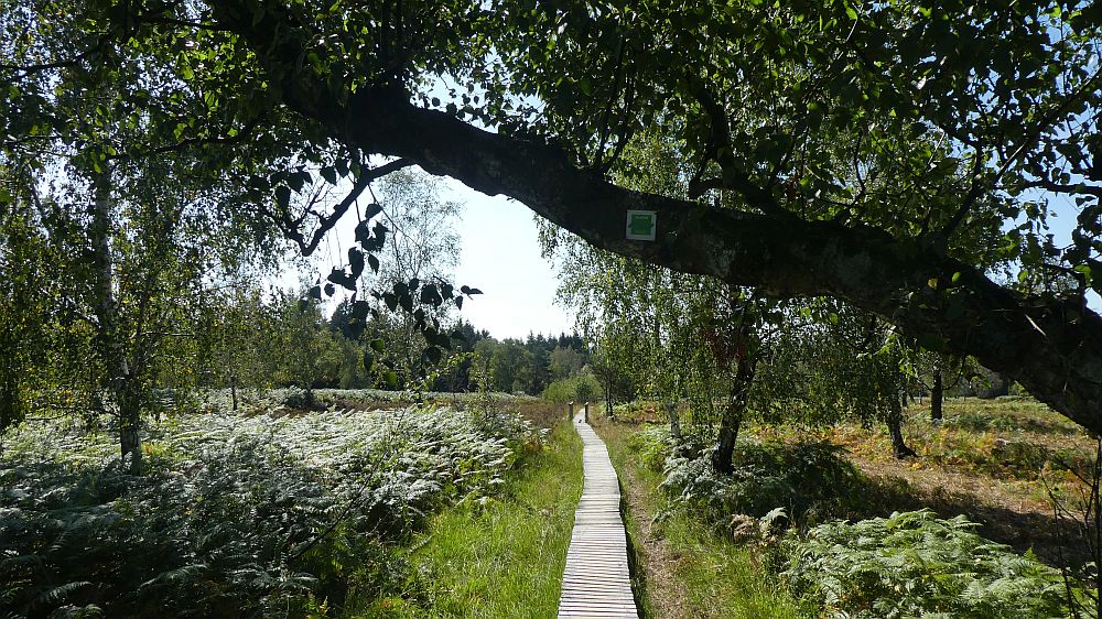Eifelsteig