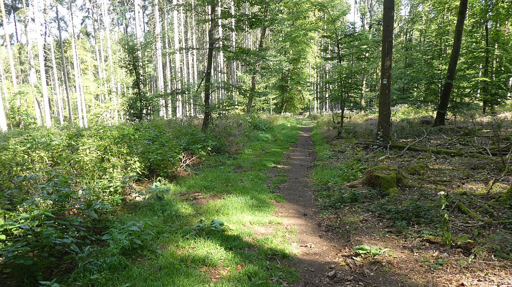 Eifelsteig