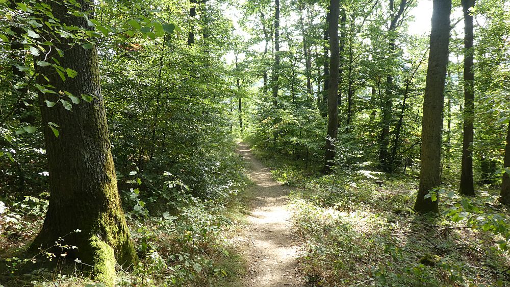 Eifelsteig