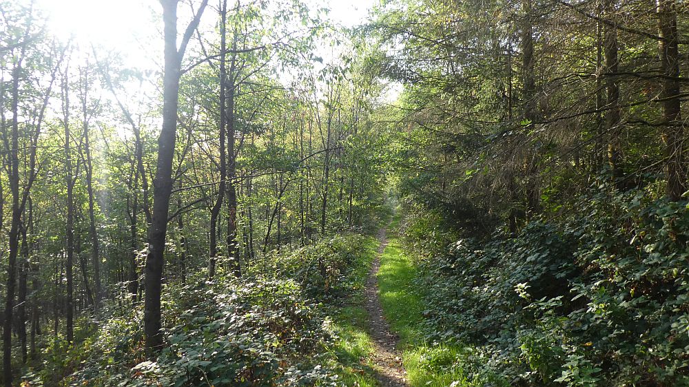 Eifelsteig